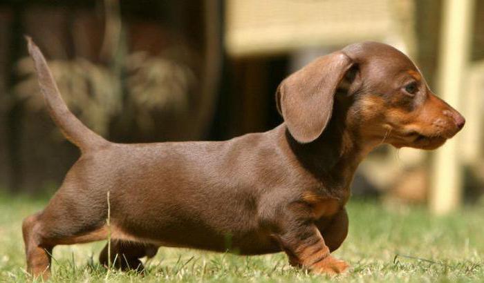 how many dachshunds live at home