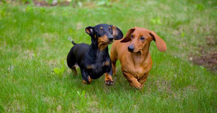 how many dachshunds girls live