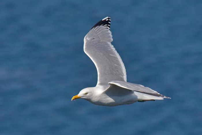 серебристая чайка larus argentatus