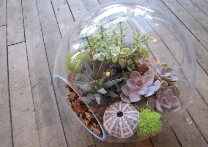 plant terrarium