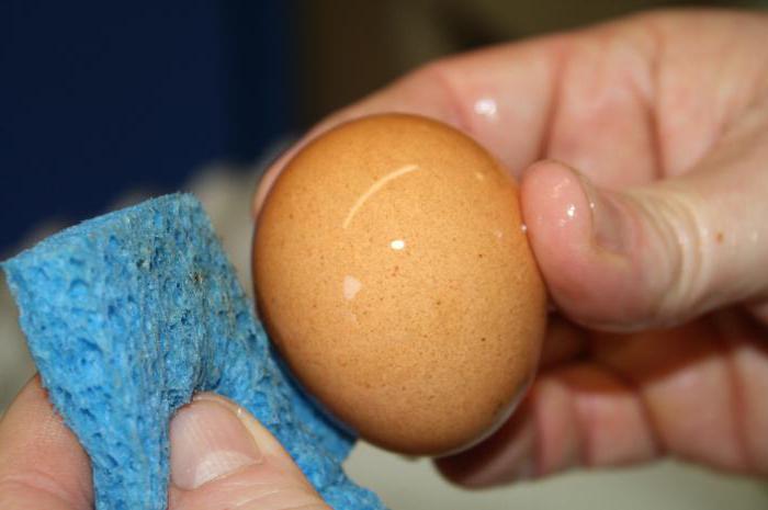 обработка яиц перекисью перед закладкой в инкубатор