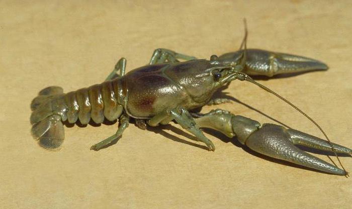 what eat crayfish at home