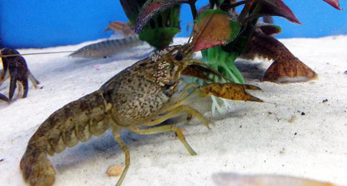 what river crayfish eat at home