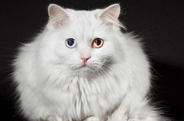 cats with different eye color