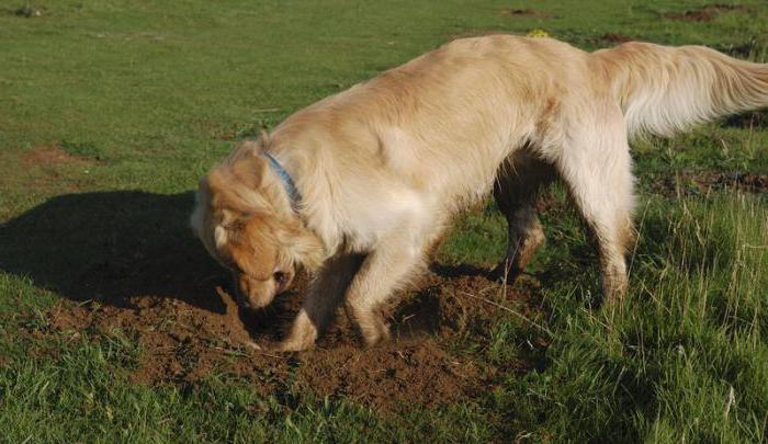 почему собака ест землю