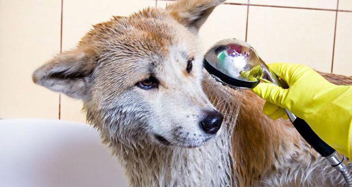 Is it possible to wash a dog with human lice shampoo?