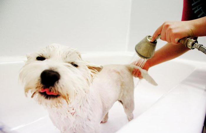 Can I wash a dog with human shampoo?