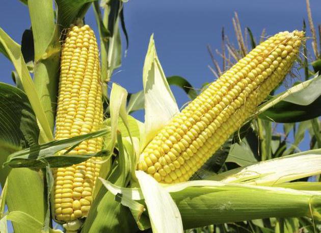  какие витамины содержатся в кукурузе