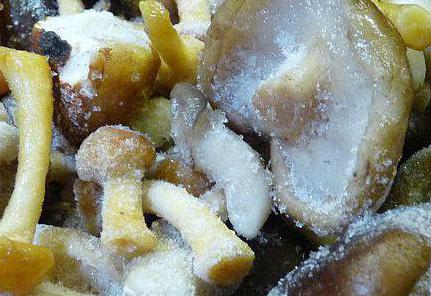как и сколько можно хранить замороженные грибы в морозилке 