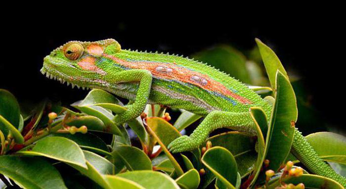 where do chameleons live