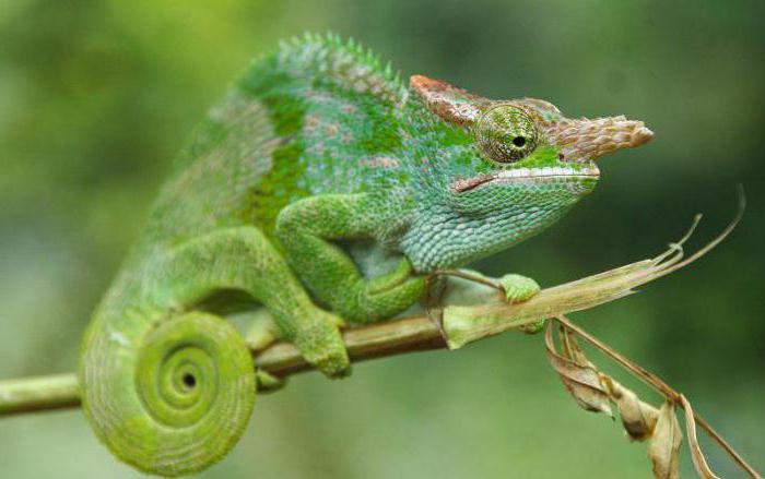 where do chameleons live in nature