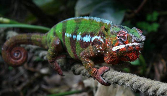 where do chameleons live in which country