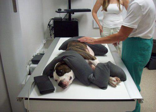 where to x-ray the dog