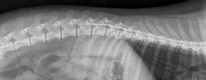 рентген позвоночника собаки