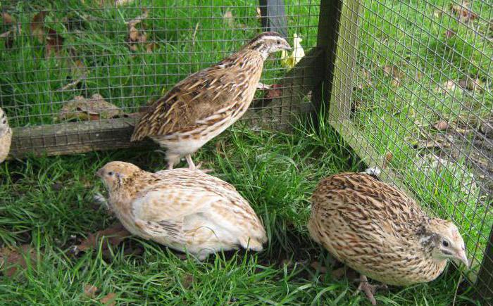 how to distinguish a female from a male quail