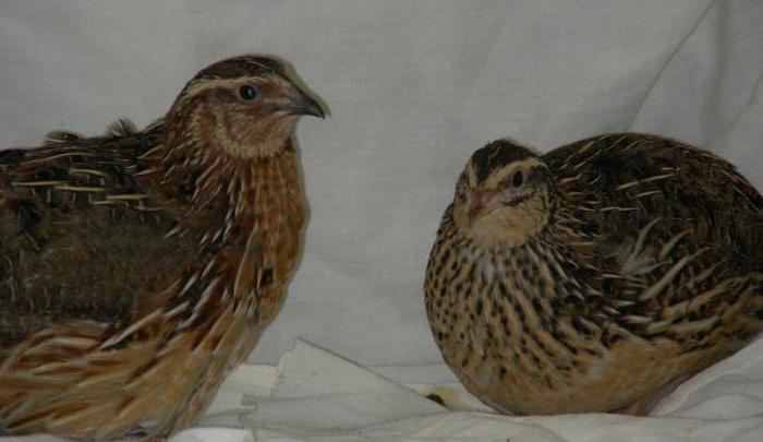 quail pharaohs how to distinguish a female from a male