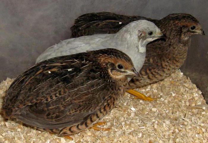 distinguish between quail female and male