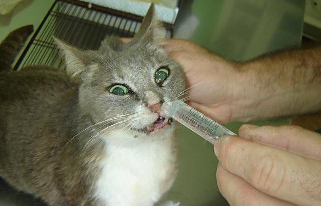 Бордетеллез у кошек схема лечения