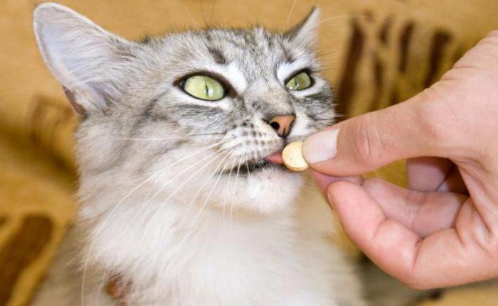кетофен для кошек таблетки
