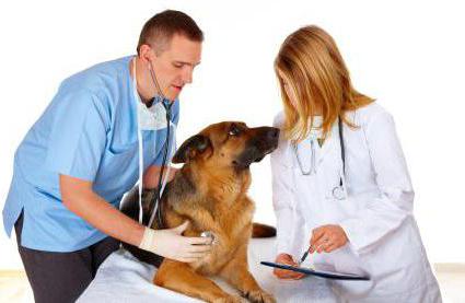 лекарство от простатита у собак