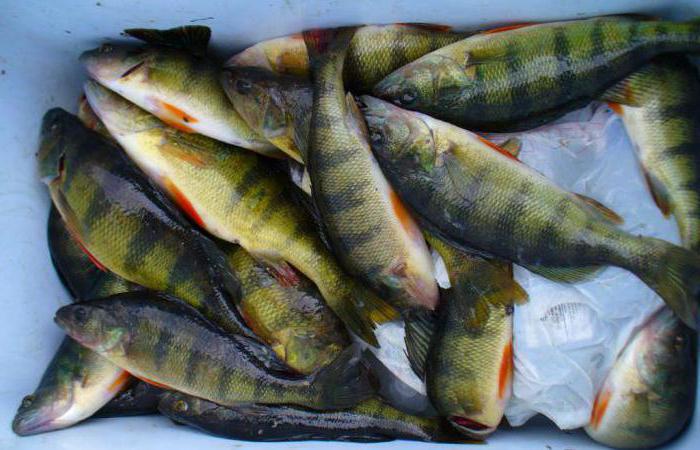 how to fry perch in a pan