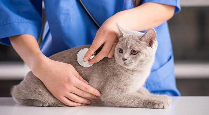 Корм для кошек при мочекаменной болезни уринари thumbnail