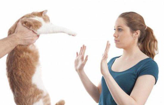 Как бороться с аллергией на кошачью шерсть thumbnail