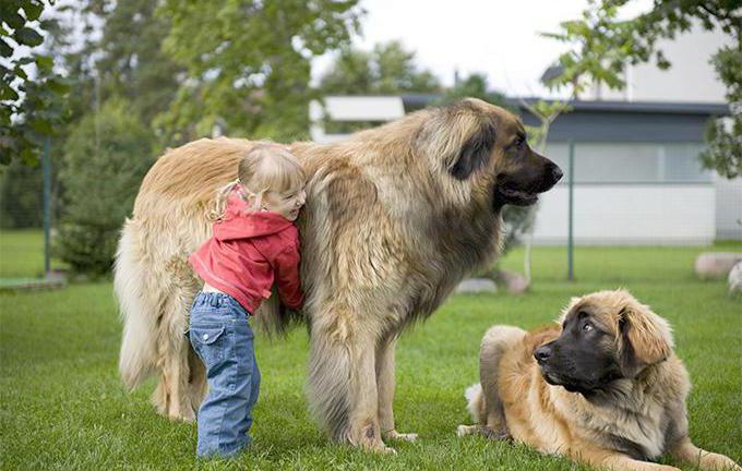 огромные собаки породы фото