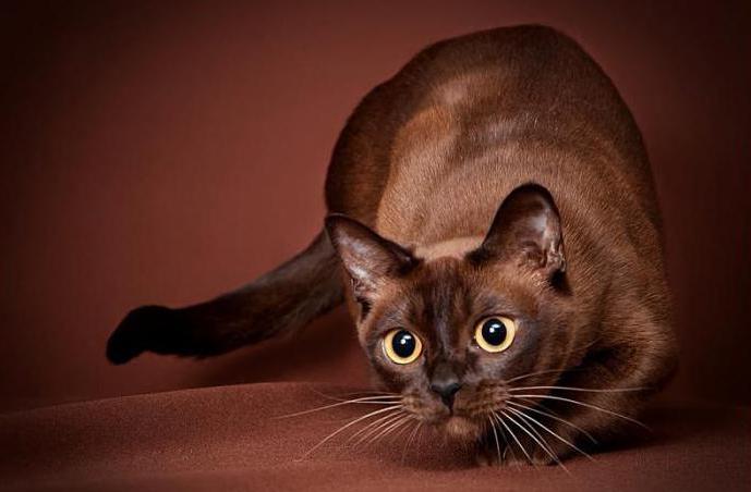 темно коричневый кот 
