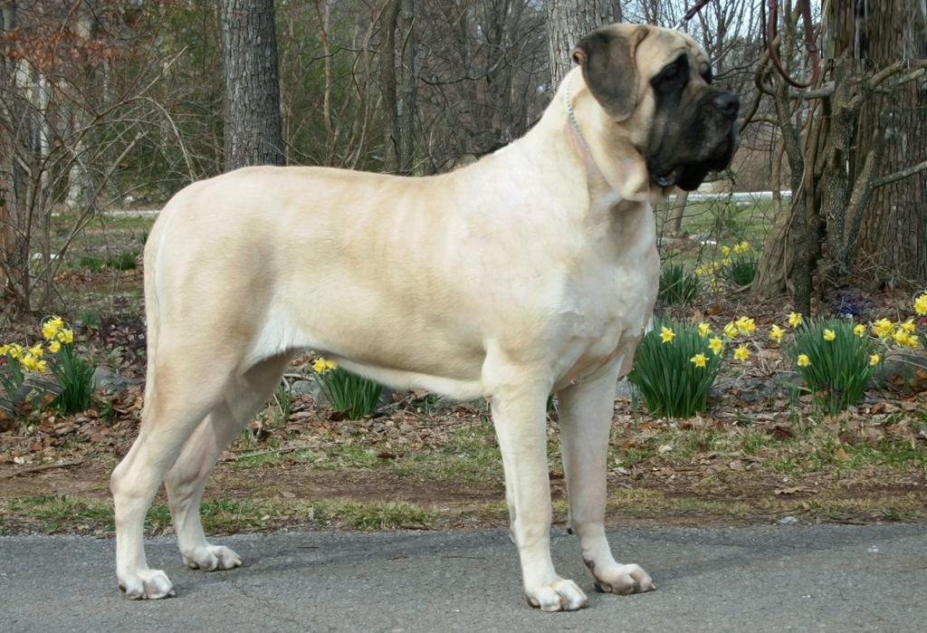 the largest dogs in the world rating