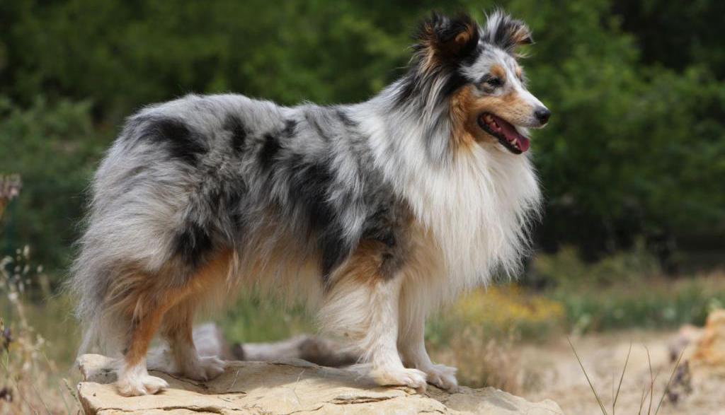 dog enclosures in the apartment