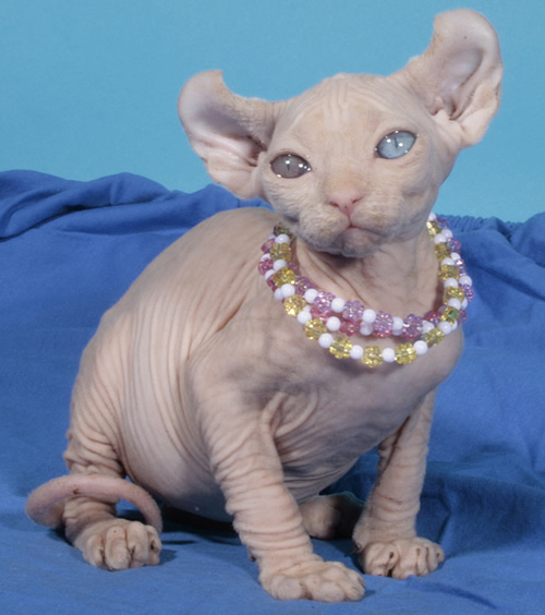 breed of bald cats with big ears