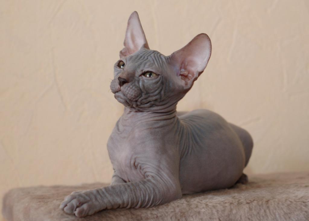 allergenic cat breeds