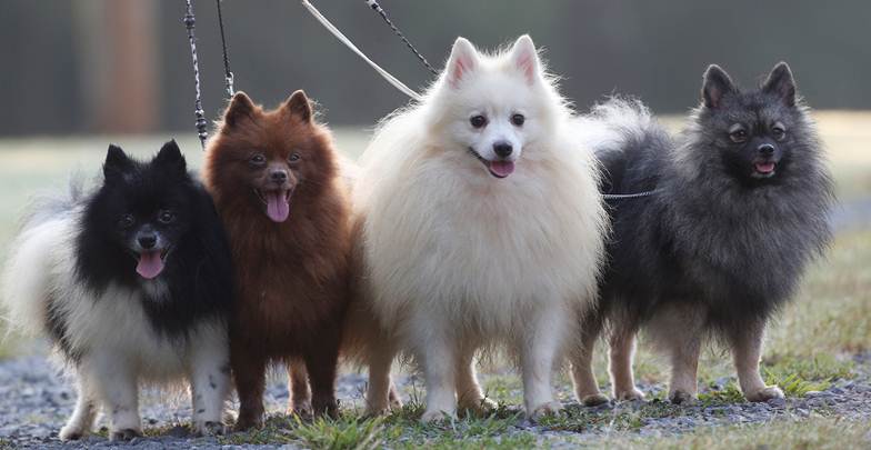 how many years live Pomeranian mini-spitz