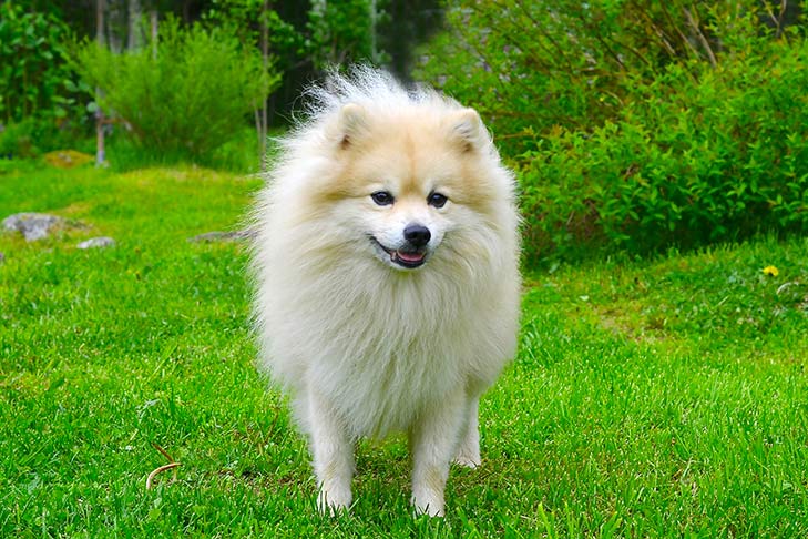 how many years live Pomeranian