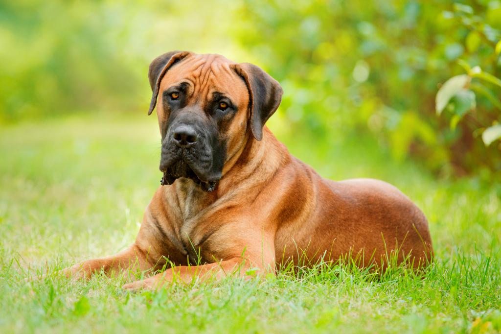 photos and names of large dog breeds