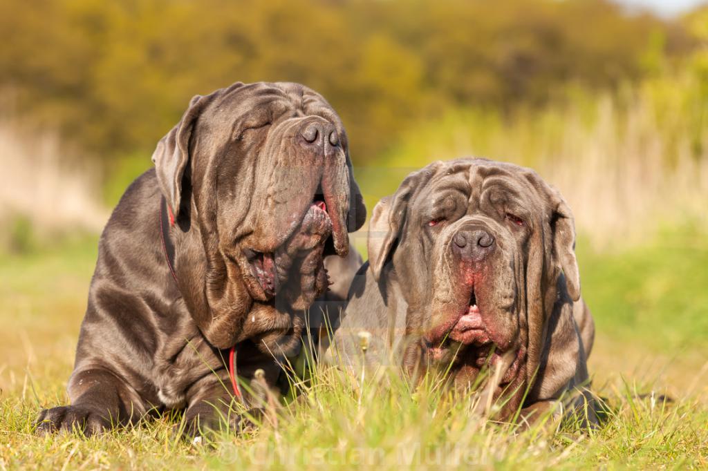гладкошерстные породы собак большого размера