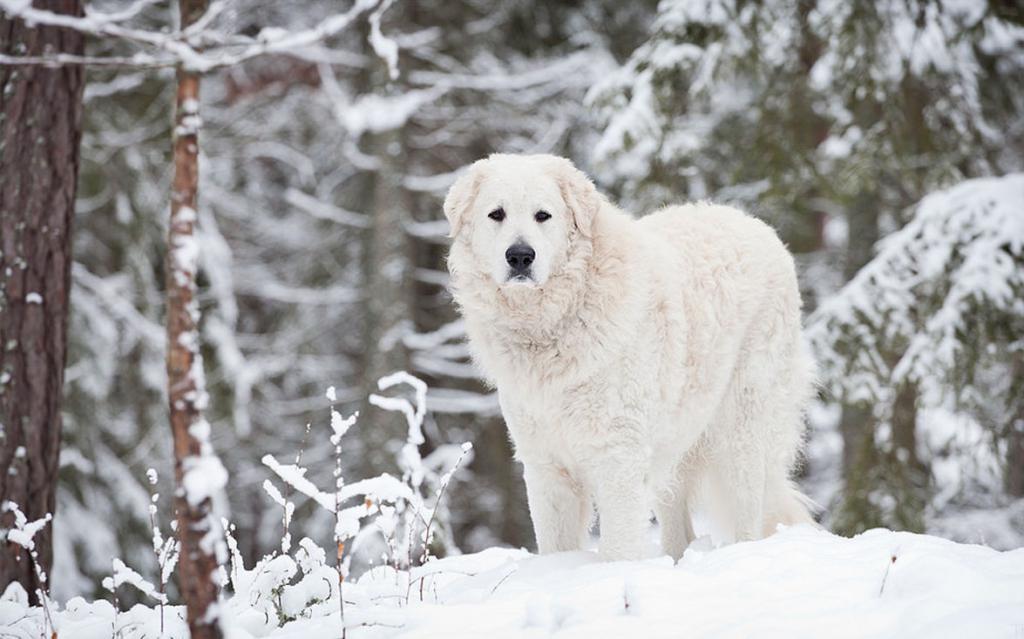 description of the breed of dogs of large sizes