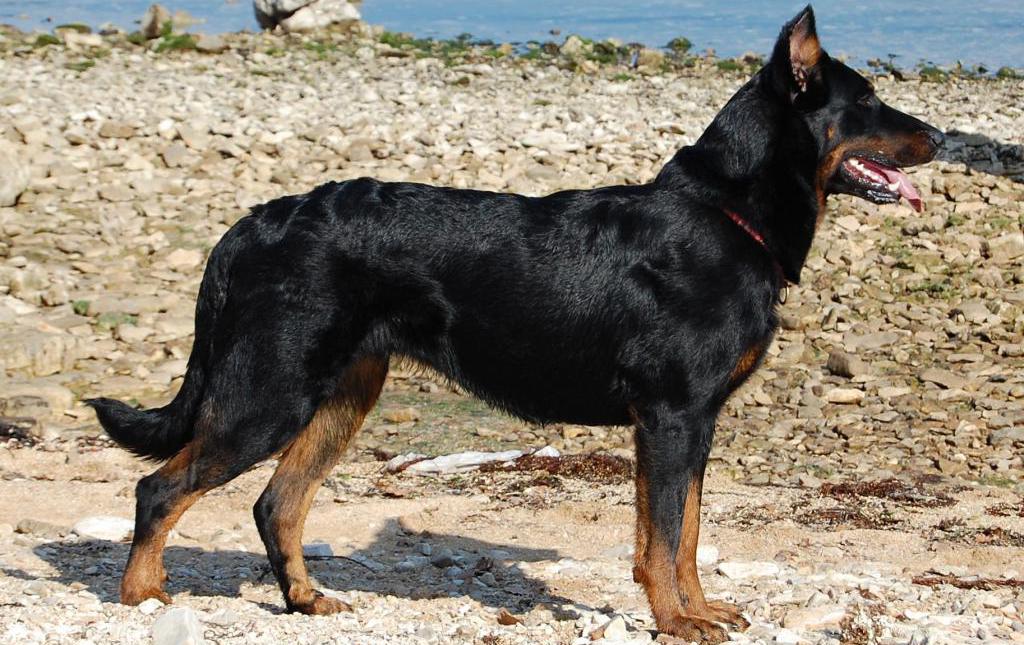 dog breed beauceron