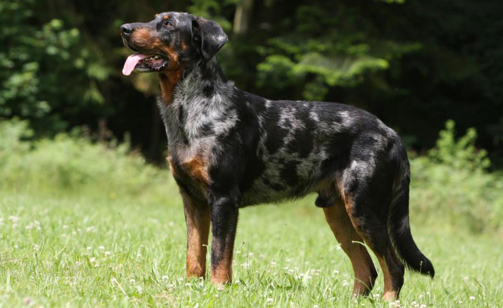 photo of a beauceron dog