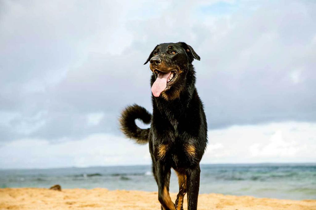 Beauceron dog reviews