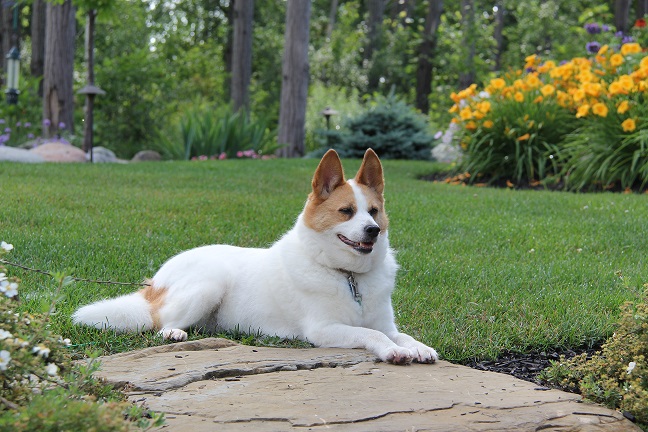 description of the breed norbotten spitz