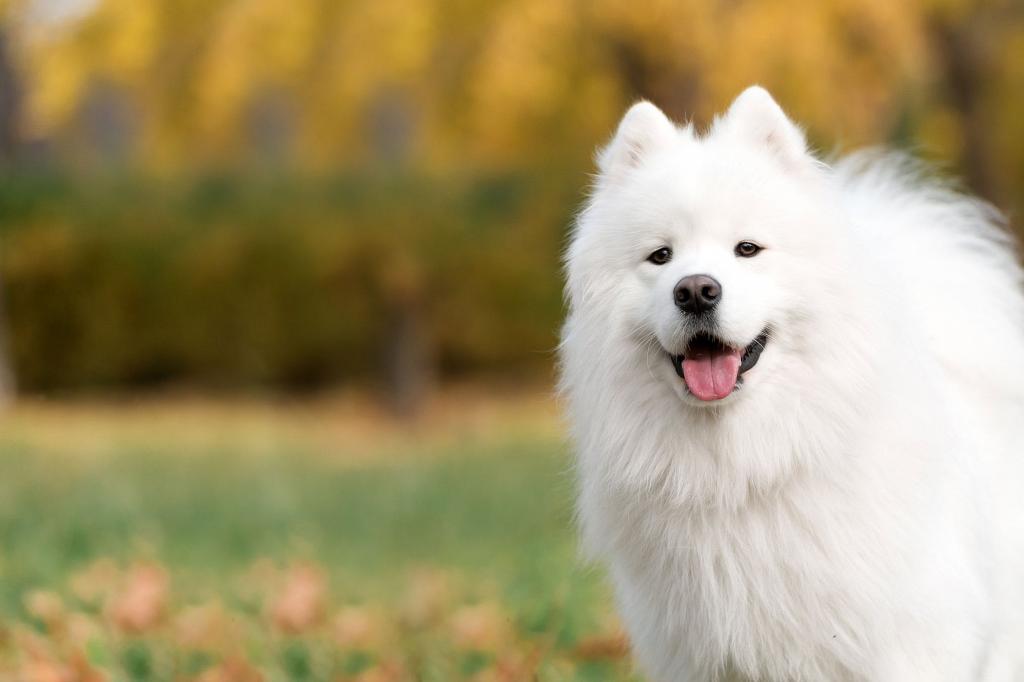 white dogs similar to a bear