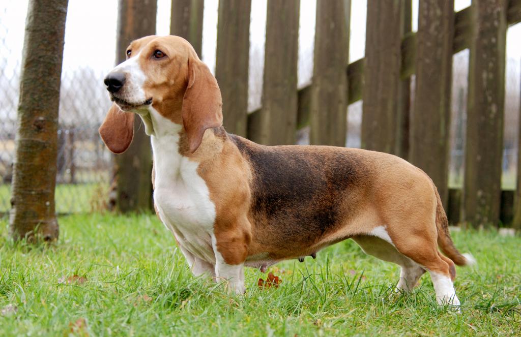 dog basset