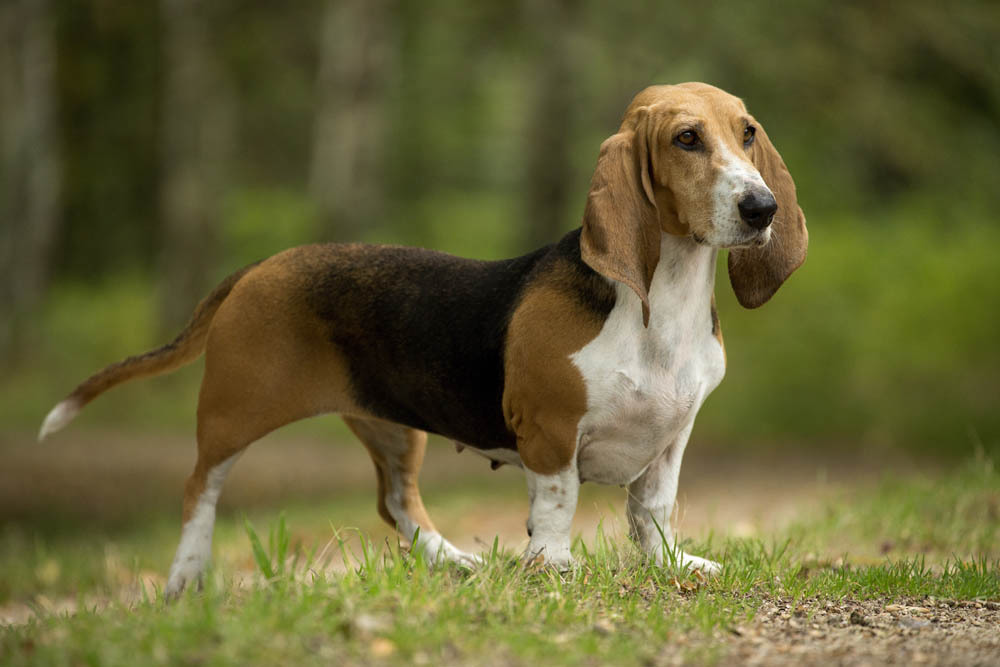 features of the artesian-norman basset