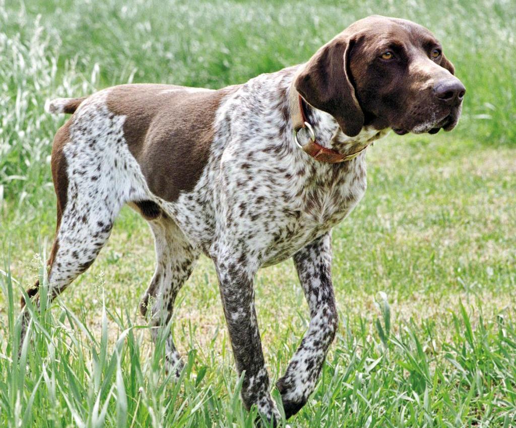 photo of german hunting dogs