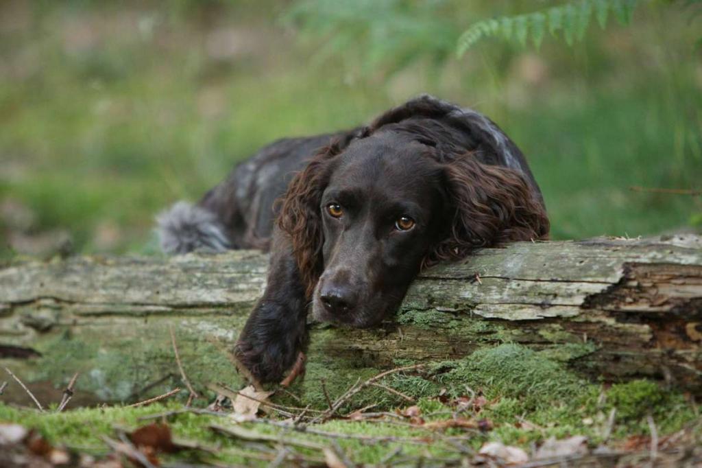 German hunting dog