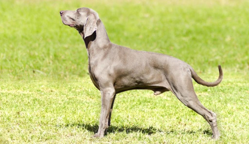 photos and names of breeds of German hunting dogs