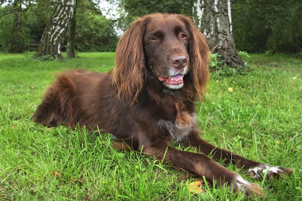 the most popular hunting dog breeds