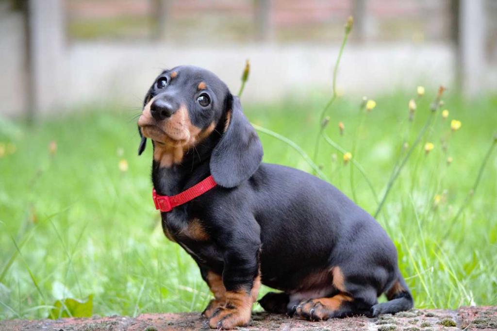 dachshund color